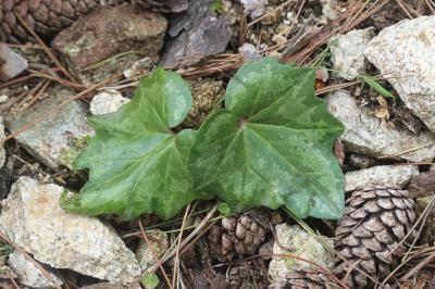 Cyclamen étalé, Cyclamen du printemps Cyclamen repandum Sm., 1806