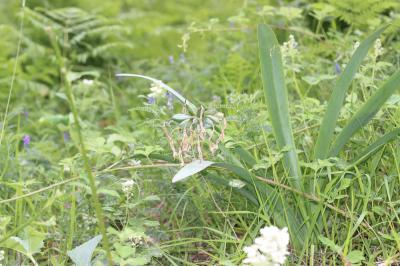 Pancrace d'Illyrie Pancratium illyricum L., 1753