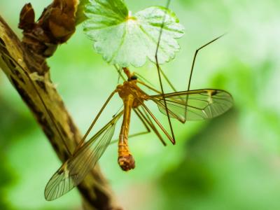  Tipula bezzii Mannheims & Theowald, 1959