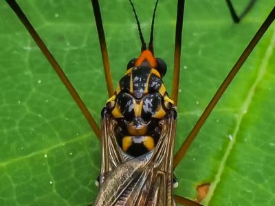  Nephrotoma crocata (Linnaeus, 1758)