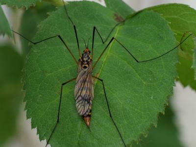  Nephrotoma crocata (Linnaeus, 1758)