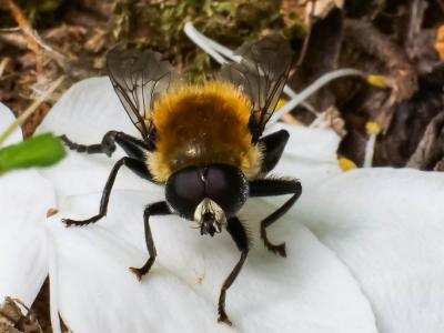 Mouche des narcisses, Syrphe des narcisses Merodon equestris (Fabricius, 1794)