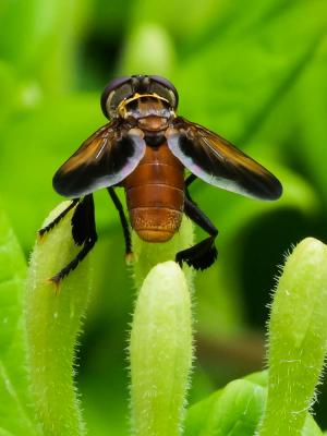  Trichopoda pennipes (Fabricius, 1781)