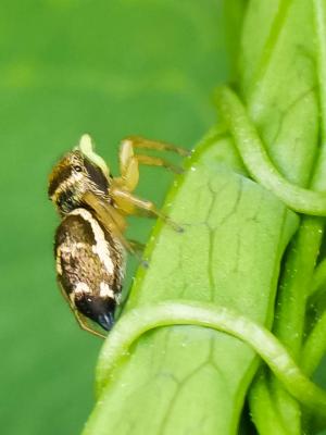  Heliophanus tribulosus Simon, 1868