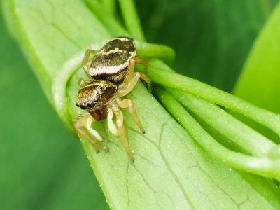  Heliophanus tribulosus Simon, 1868