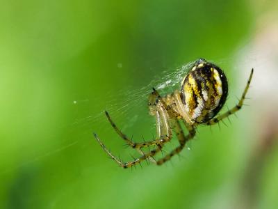 Mangore petite-bouteille Mangora acalypha (Walckenaer, 1802)