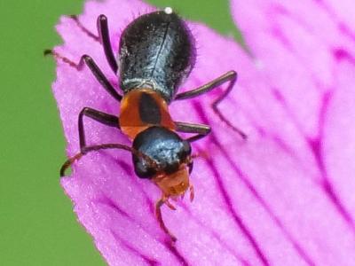  Cyrtosus cyanipennis (Erichson, 1840)