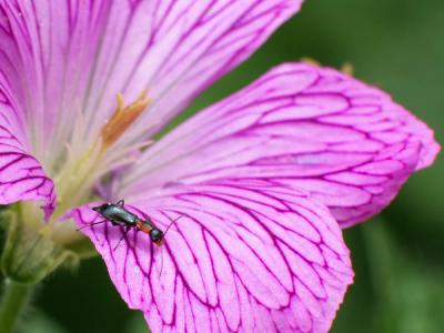  Cyrtosus cyanipennis (Erichson, 1840)