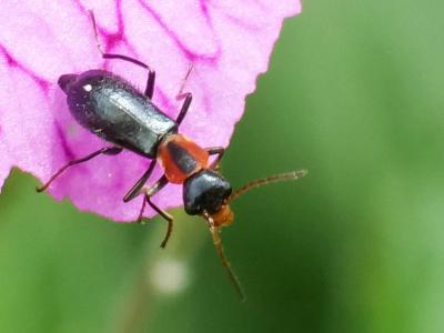  Cyrtosus cyanipennis (Erichson, 1840)