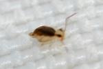 Collemboles Collembola Lubbock, 1870
