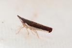  Proceps acicularis Mulsant & Rey, 1855