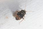  Charagochilus gyllenhalii (Fallén, 1807)