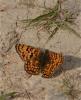 Mélitée des Centaurées (La), Grand Damier (Le) Melitaea phoebe (Denis & Schiffermüller, 1775)