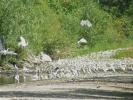 Aigrette garzette Egretta garzetta (Linnaeus, 1766)