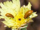 Lupérus portugais Exosoma lusitanicum (Linnaeus, 1767)