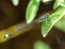 Agrion de Gené Ischnura genei (Rambur, 1842)