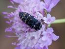  Acmaeoderella flavofasciata (Piller & Mitterpacher, 1783)