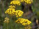 Immortelle d'Italie, Éternelle jaune Helichrysum italicum (Roth) G.Don, 1830