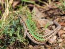 Lézard sicilien, Lézard des ruines Podarcis siculus (Rafinesque Schmaltz, 1810)