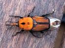  Rhynchophorus ferrugineus (Olivier, 1791)