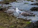 Goéland argenté Larus argentatus Pontoppidan, 1763