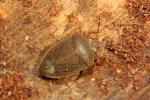 Punaise verte ponctuée Nezara viridula (Linnaeus, 1758)