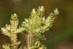  Exsertotheca crispa (Hedw.) S.Olsson, Enroth & D.Quandt, 2011