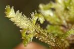  Exsertotheca crispa (Hedw.) S.Olsson, Enroth & D.Quandt, 2011
