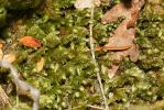  Exsertotheca crispa (Hedw.) S.Olsson, Enroth & D.Quandt, 2011