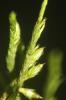  Cryphaea heteromalla (Hedw.) D.Mohr, 1814