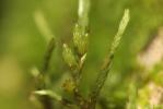  Cryphaea heteromalla (Hedw.) D.Mohr, 1814