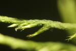  Cryphaea heteromalla (Hedw.) D.Mohr, 1814