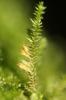  Cryphaea heteromalla (Hedw.) D.Mohr, 1814