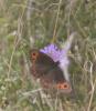 Moiré sylvicole (Le), Nègre à bandes fauves (Le),  Erebia aethiops (Esper, 1777)