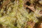  Lophocolea bidentata (L.) Dumort., 1835