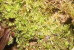  Lophocolea bidentata (L.) Dumort., 1835
