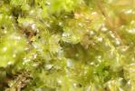 Lophocolea bidentata (L.) Dumort., 1835