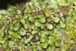  Targionia hypophylla L., 1753
