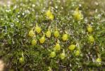  Grimmia orbicularis Bruch ex Wilson, 1844