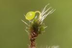  Grimmia orbicularis Bruch ex Wilson, 1844