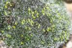  Grimmia orbicularis Bruch ex Wilson, 1844