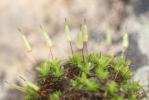  Encalypta vulgaris Hedw., 1801