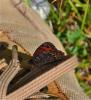 Moiré striolé (Le) Erebia montana (Prunner, 1798)