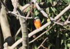 Martin-pêcheur d'Europe Alcedo atthis (Linnaeus, 1758)