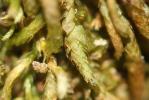  Nogopterium gracile (Hedw.) Crosby & W.R.Buck, 2011