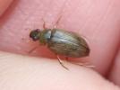  Berosus spinosus (Steven, 1808)