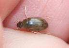  Berosus spinosus (Steven, 1808)