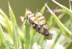  Urophora jaceana (Hering, 1935)
