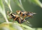  Urophora jaceana (Hering, 1935)