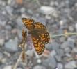 Mélitée de Fruhstorfer Melitaea celadussa Fruhstorfer, 1910